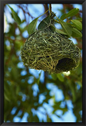 Framed Southern masked weaver nest, Etosha NP, Namibia, Africa. Print