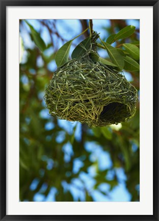 Framed Southern masked weaver nest, Etosha NP, Namibia, Africa. Print