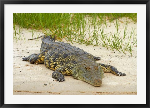 Framed Nile crocodile, Chobe River, Chobe NP, Kasane, Botswana, Africa Print