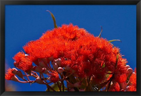 Framed Orange flowers on Table Mountain, Cape Town, South Africa Print