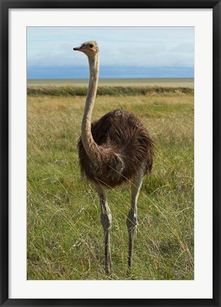 Framed Ostrich, Etosha National Park, Namibia Print