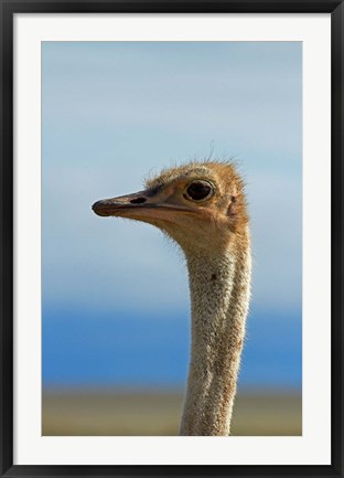 Framed Ostrich, Struthio camelus, Etosha NP, Namibia, Africa. Print