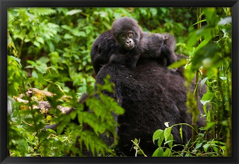 Framed Gorilla carrying baby, Volcanoes National Park, Rwanda Print