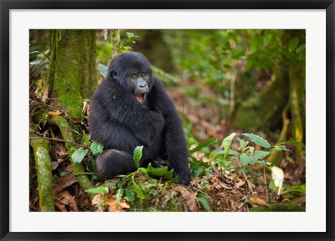 Framed Mountain gorilla yawning, Volcanoes National Park, Rwanda Print