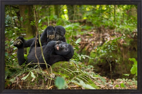 Framed Close up of Mountain gorillas, Volcanoes National Park, Rwanda. Print