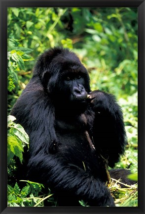 Framed Mountain Gorilla, Virunga Volcanoes National Park, Rwanda Print