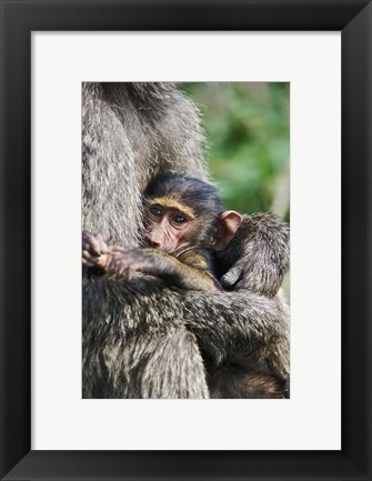 Framed Baby Olive Baboon, Lake Nakuru National Park, Kenya Print