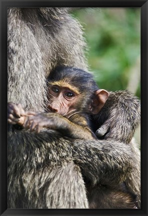 Framed Baby Olive Baboon, Lake Nakuru National Park, Kenya Print