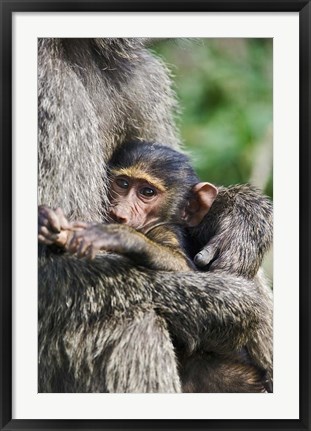 Framed Baby Olive Baboon, Lake Nakuru National Park, Kenya Print