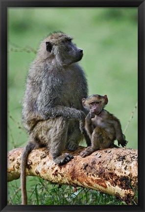 Framed Olive Baboon, baby, Lake Nakuru National Park, Kenya Print