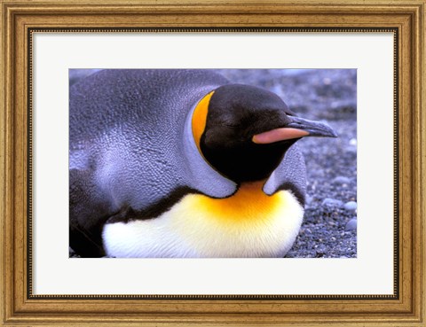 Framed Penguin, Sub-Antarctic, South Georgia Island Print