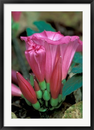 Framed Pink Flower with buds, Gombe National Park, Tanzania Print