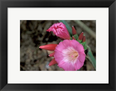 Framed Pink Flower in Bloom, Gombe National Park, Tanzania Print