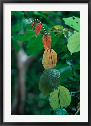 Framed Rainy Season Vegetation, Gombe National Park, Tanzania Print