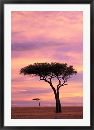 Framed Pair of Accasia Trees at dawn, Masai Mara, Kenya Print