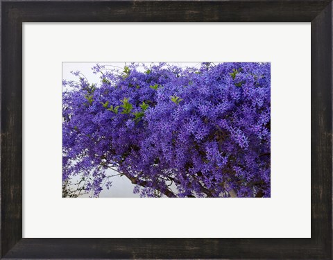 Framed Plumbago Shrub, Paul Kruger&#39;s House, Pretoria, Gauteng, South Africa Print