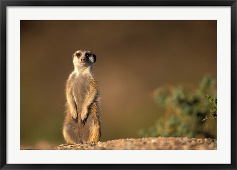 Framed Namibia, Keetmanshoop, Meerkat, mongoose standing up, Namib Desert Print