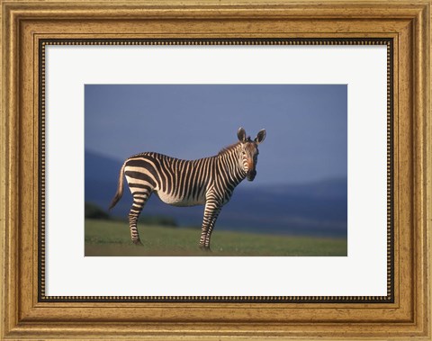 Framed Rare Cape Mountain Zebra, South Africa Print