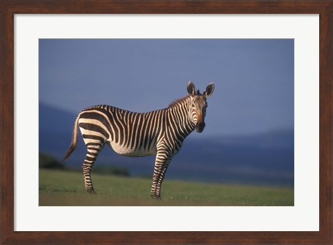 Framed Rare Cape Mountain Zebra, South Africa Print