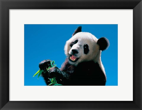 Framed Panda Eating Bamboo, Wolong, Sichuan, China Print