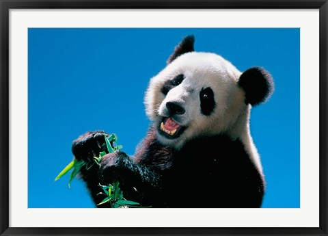 Framed Panda Eating Bamboo, Wolong, Sichuan, China Print