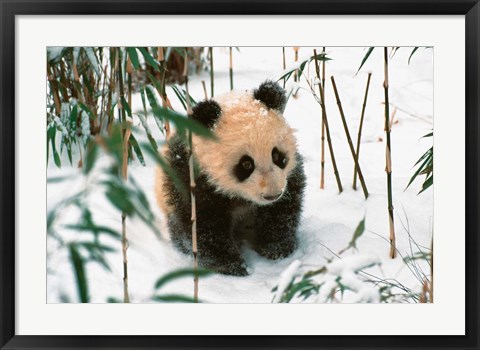 Framed Panda Cub on Snow, Wolong, Sichuan, China Print