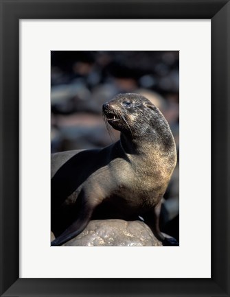 Framed Namibia, Cape Cross Seal Reserve, Fur Seal Print