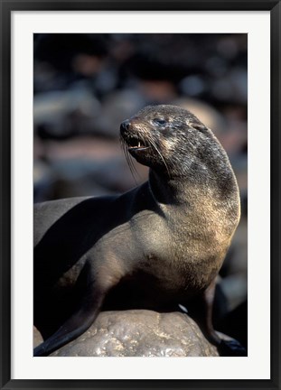 Framed Namibia, Cape Cross Seal Reserve, Fur Seal Print