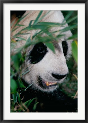 Framed Panda, Wolong, Sichuan, China Print