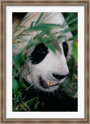 Framed Panda, Wolong, Sichuan, China Print