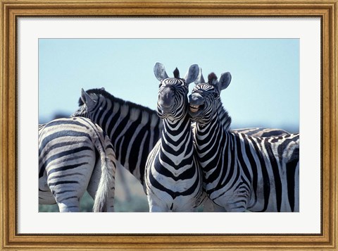 Framed Plains Zebra Side By Side, Etosha National Park, Namibia Print