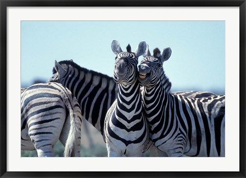 Framed Plains Zebra Side By Side, Etosha National Park, Namibia Print