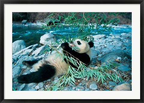 Framed Panda Eating Bamboo by Riverbank, Wolong, Sichuan, China Print