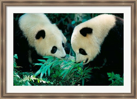 Framed Pandas Eating Bamboo, Wolong, Sichuan, China Print