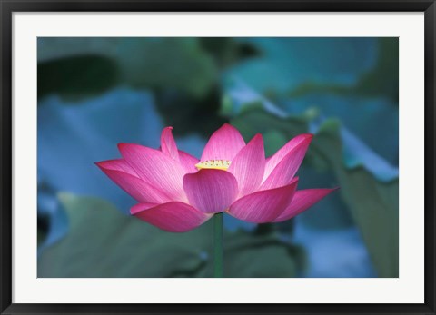 Framed Red Lotus Flower, Hangzhou, Zhejiang Province, China Print