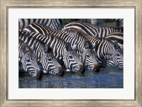 Framed Plains Zebra Herd Drinking, Telek River, Masai Mara Game Reserve, Kenya Print