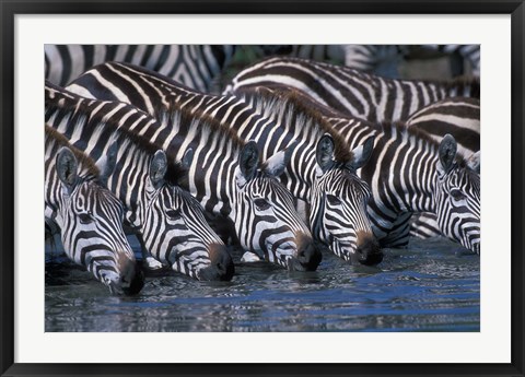 Framed Plains Zebra Herd Drinking, Telek River, Masai Mara Game Reserve, Kenya Print