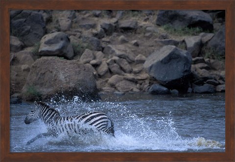 Framed Plains Zebra Crossing Mara River, Serengeti Migration, Masai Mara Game Reserve, Kenya Print