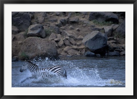 Framed Plains Zebra Crossing Mara River, Serengeti Migration, Masai Mara Game Reserve, Kenya Print