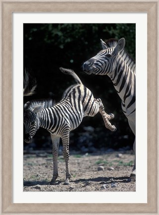 Framed Plains Zebra Kicks, Etosha National Park, Namibia Print