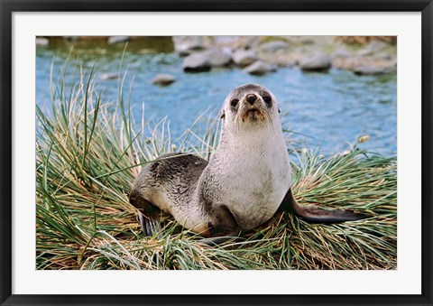 Framed Portrait of young bull, Kerguelen Fur Seal, Antarctic Fur Seal, South Georgia Print