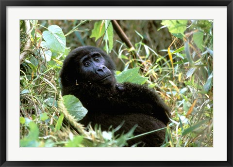 Framed Mountain Gorilla, Bwindi Impenetrable Forest National Park, Uganda Print