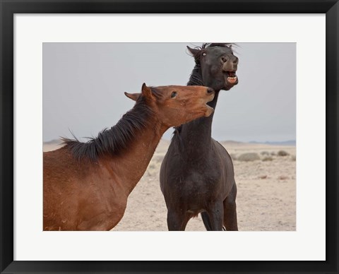 Framed Namibia, Garub. Herd of feral horses playing Print