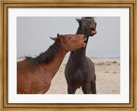 Framed Namibia, Garub. Herd of feral horses playing Print