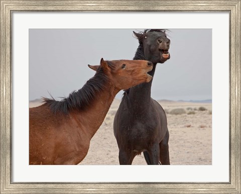 Framed Namibia, Garub. Herd of feral horses playing Print