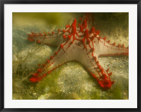 Framed Red Knobbed Starfish, Madagascar, Africa Print