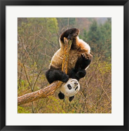 Framed Panda Bear, Wolong Panda Reserve, China Print