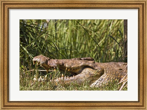 Framed Nile Crocodile, river Victoria Nile, Murchison Falls National Park, Uganda, Africa Print