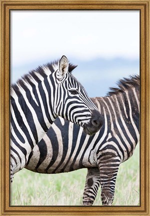 Framed Plains zebra, Lewa Game Reserve, Kenya Print