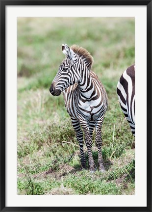 Framed Plains zebra, Maasai Mara, Kenya Print